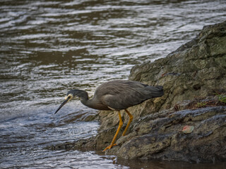 White Faced Grey Heron Approaches Water