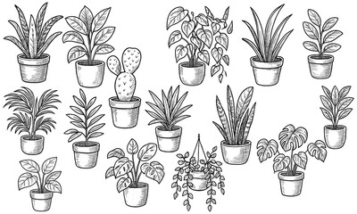 Hand Drawn Potted Plant Collection