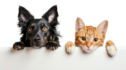Dog and cat peeking over a blank white board isolate on white background