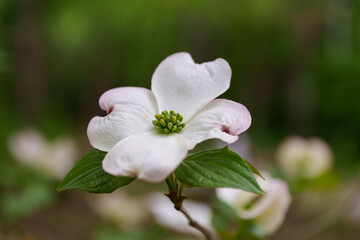 Close-up of pink Dogwood (Cornus florida) flowers blooming in spring