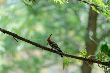 Common hoopoe on the branch © Bhutan Japan Nature