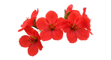 A cluster of vibrant red geranium flowers isolated against a stark black background in close up view