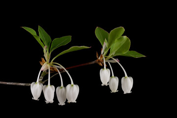 Blooming of Japanese enkianthus (Enkianthus perulatus) in Japan in April