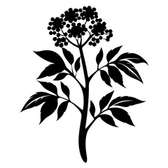 Silhouette of an Elderberry Plant with Leaves and Berries Isolated