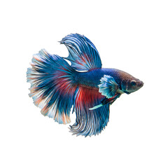 Fototapeta premium Exquisite Betta Fish: A mesmerizing image showcasing a vibrant betta fish in all its glory. The close-up shot reveals intricate details of the fish's radiant fins and scales.