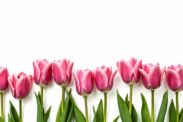 Fototapeta premium Charming row of pink tulips isolated on a clean white canvas, evoking the essence of spring and floral freshness, creating a visually appealing and serene composition