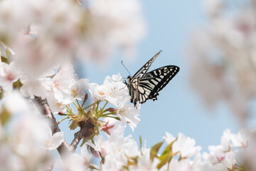 満開の桜の花で集密するアゲハ蝶