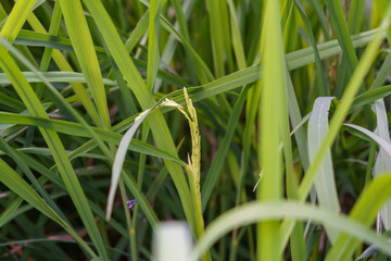 Close-up of developing rice panicle amidst green leaves in a field