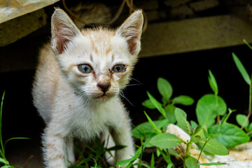 Sweet light-colored kitten with captivating blue eyes curiously exploring a natural space