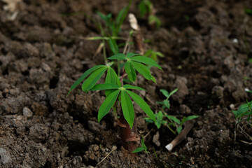 Young cassava plant sprouting with vibrant green leaves from the fertile brown earth