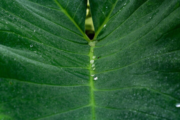 Glistening water droplets aligned along the central vein of a vibrant green taro leaf