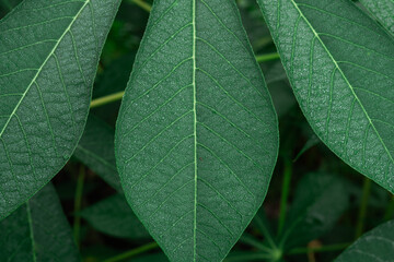 Detailed close-up of vibrant green cassava leaves showcasing their intricate vein patterns