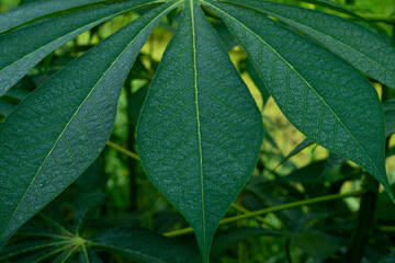Detailed close-up of vibrant green cassava leaves with intricate vein patterns