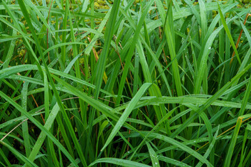 Lush green blades of grass glistening with fresh morning dew in a natural setting
