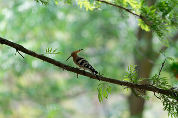 Common hoopoe on the branch © Bhutan Japan Nature