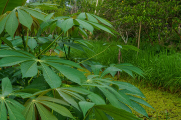 Vibrant green cassava plant leaves flourishing in a lush tropical environment