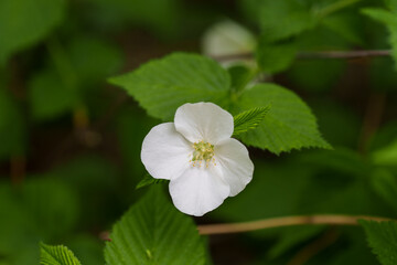 Close-up of white Black jetbead (Rhodotypos) flowers blooming in spring