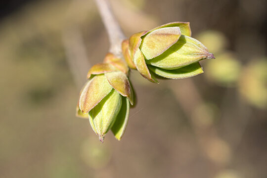 Spring Buds Images – Browse 3,498,550 Stock Photos, Vectors, and Video ...