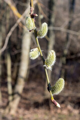 willow branches with green buds