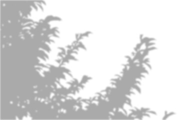 Realistic blurred leaf shadow effect isolated on transparent background. blur branch leaves shadow. Plant foliage silhouette. Nature design element for spring summer, mockup for product presentation