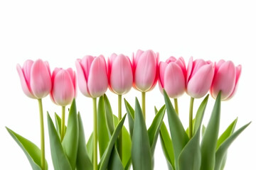 Fototapeta premium Elegant arrangement of pink tulips in a linear design on a pristine backdrop evoking spring, ideal for cards, invitations and various designs with a clean look