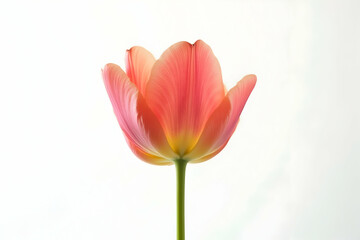 Fototapeta premium Elegant Close-Up of a Single Tulip Petal Against a Seamless White Canvas, Showcasing Delicate Textures and the Flower's Natural Beauty in Minimalist Style