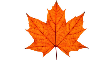 Obraz premium Isolated orange maple leaf with detailed veins against a stark black background in a studio shot