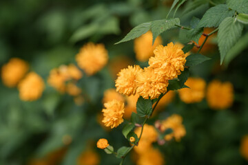 Close-up photo of orange Japanese rose (Kerria japonica) flowers blooming in spring