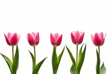 Fototapeta premium Elegant row of pink tulips isolated on pristine white backdrop in bright daylight displaying beautiful blossoms and vibrant green leaves creating a serene floral design
