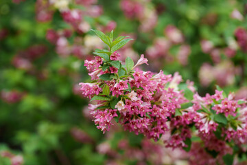 Close-up of pink Tiger grass (Centella asiatica) blooming in spring