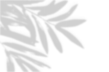 Obraz premium Realistic blurred leaf shadow effect isolated on transparent background. blur branch leaves shadow. Plant foliage silhouette. Nature design element for spring summer, mockup for product presentation