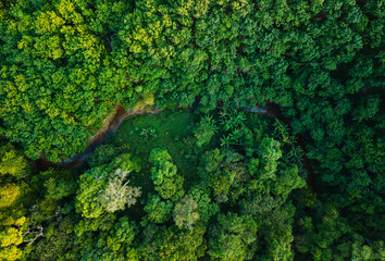 Aerial top view of green trees in forest and the stream,Sustainable Nature Conservation