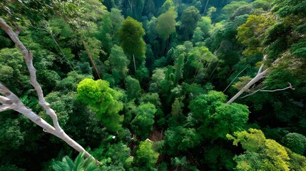 Obraz premium Lush Rainforest Canopy Aerial View - Aerial photography