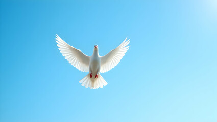 Obraz premium Graceful flight, A pristine white dove soars through a serene azure sky, embodying peace, freedom, and hope with its outstretched wings against the vibrant expanse