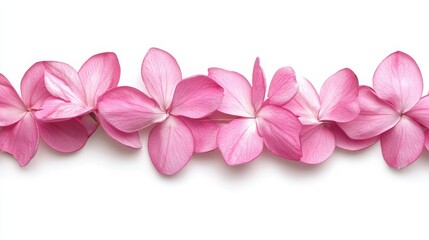Obraz premium Pink Hydrangea Petals Line on White Background