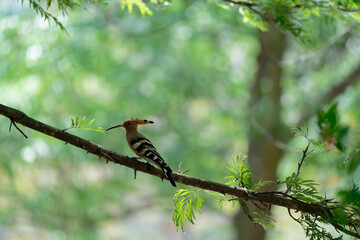 Common hoopoe on the branch