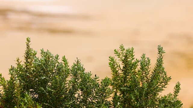 Suaeda Esteroa in Ocean Grove Coastal Breeze