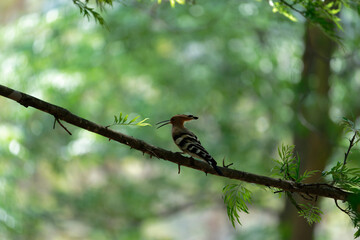 Common hoopoe on the branch