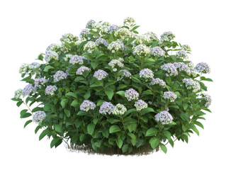 Hydrangea macrophylla bush in bloom, isolated against black backdrop, beautiful blooming