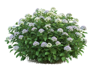 Hydrangea macrophylla bush in bloom, isolated against black backdrop, beautiful blooming
