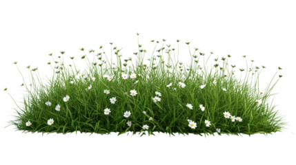 Lush green grass meadow with scattered delicate white flowers against dark backdrop