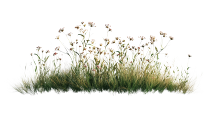Delicate Meadow of Grass and Flowers on Black Background, Botanical Illustration