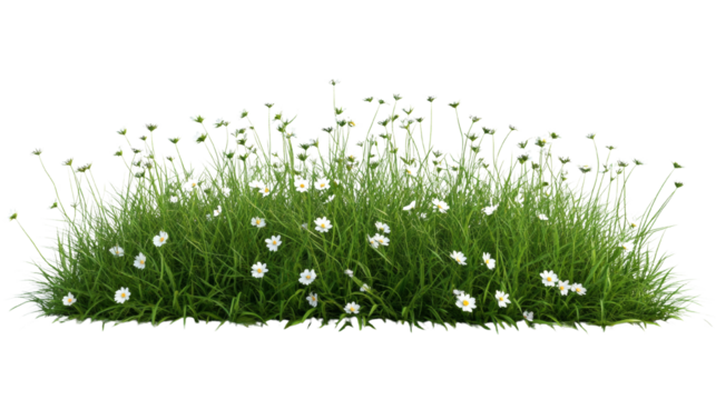 Lush green grass meadow with scattered delicate white flowers against dark backdrop