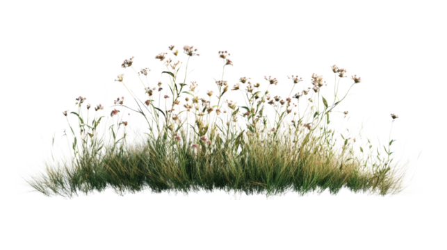 Delicate Meadow of Grass and Flowers on Black Background, Botanical Illustration