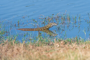Nile Monitor Lizard in a Waterhole