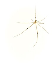 Spider its legs and beauty
