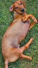 Dog playing on the lawn