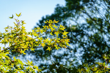 初秋の日差しと若葉のもみじ