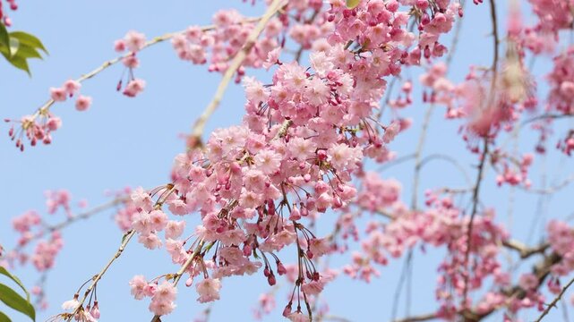 枝垂れ桜（ベニシダレ）とモンキチョウ
