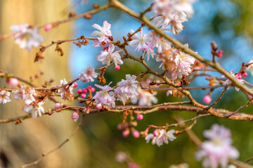 春に咲く小さな桜の花